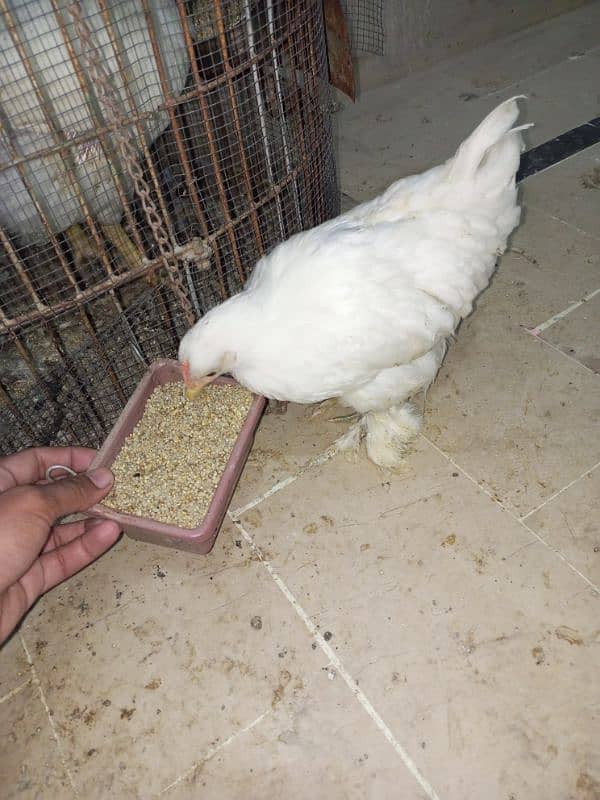 bantam chick for sell price 2000 2