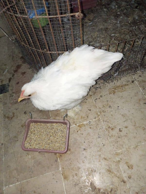 bantam chick for sell price 2000 3