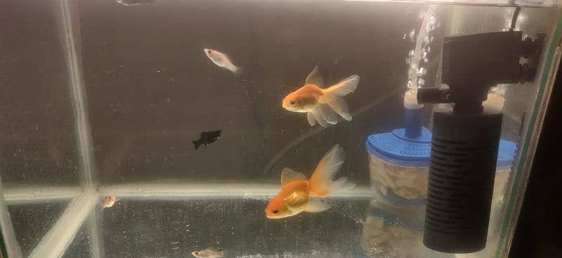 oranda gold fish pair and Molly fish 0