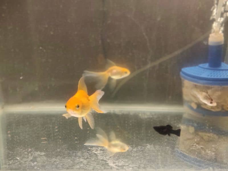 oranda gold fish pair and Molly fish 1