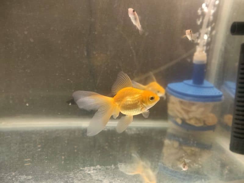 oranda gold fish pair and Molly fish 2