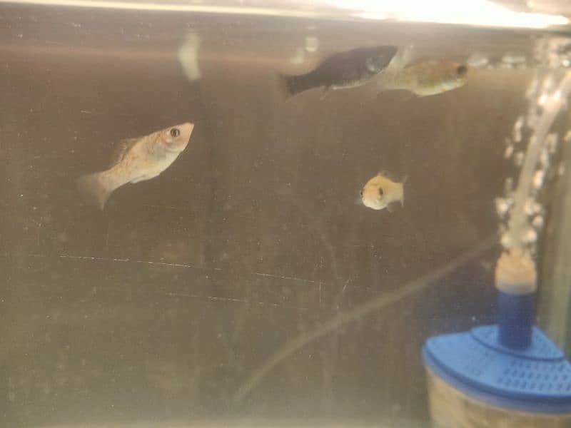 oranda gold fish pair and Molly fish 3