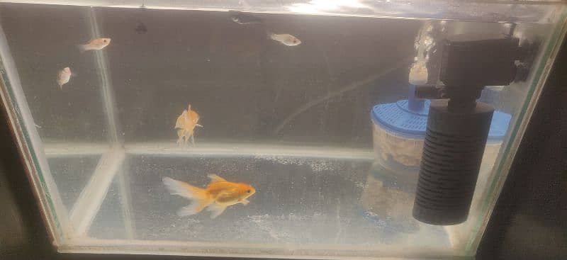 oranda gold fish pair and Molly fish 4