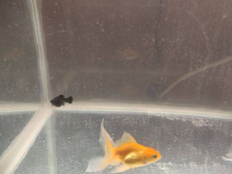 oranda gold fish pair and Molly fish 5