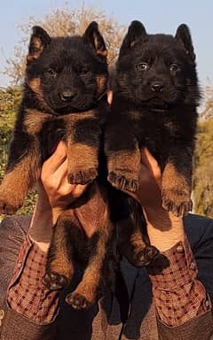 German shepherd dog pair for sale