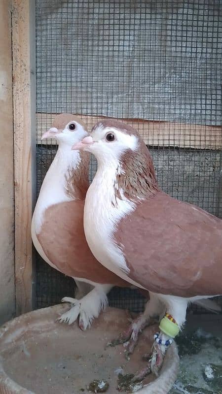 Laal Sherazi/Pigeon/Kabootar/Kabutar/fly/Pair/Birds/Breeding 0