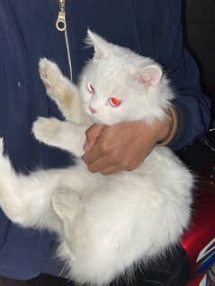 Persian white double coat cat