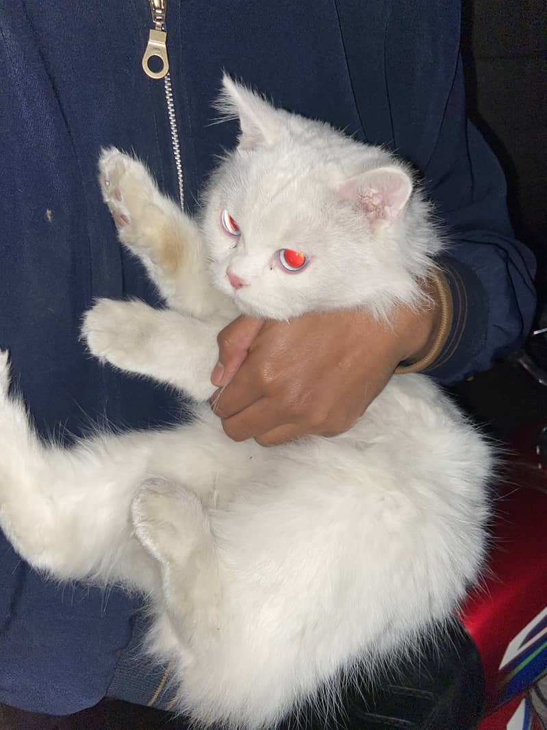 Persian white double coat cat 0