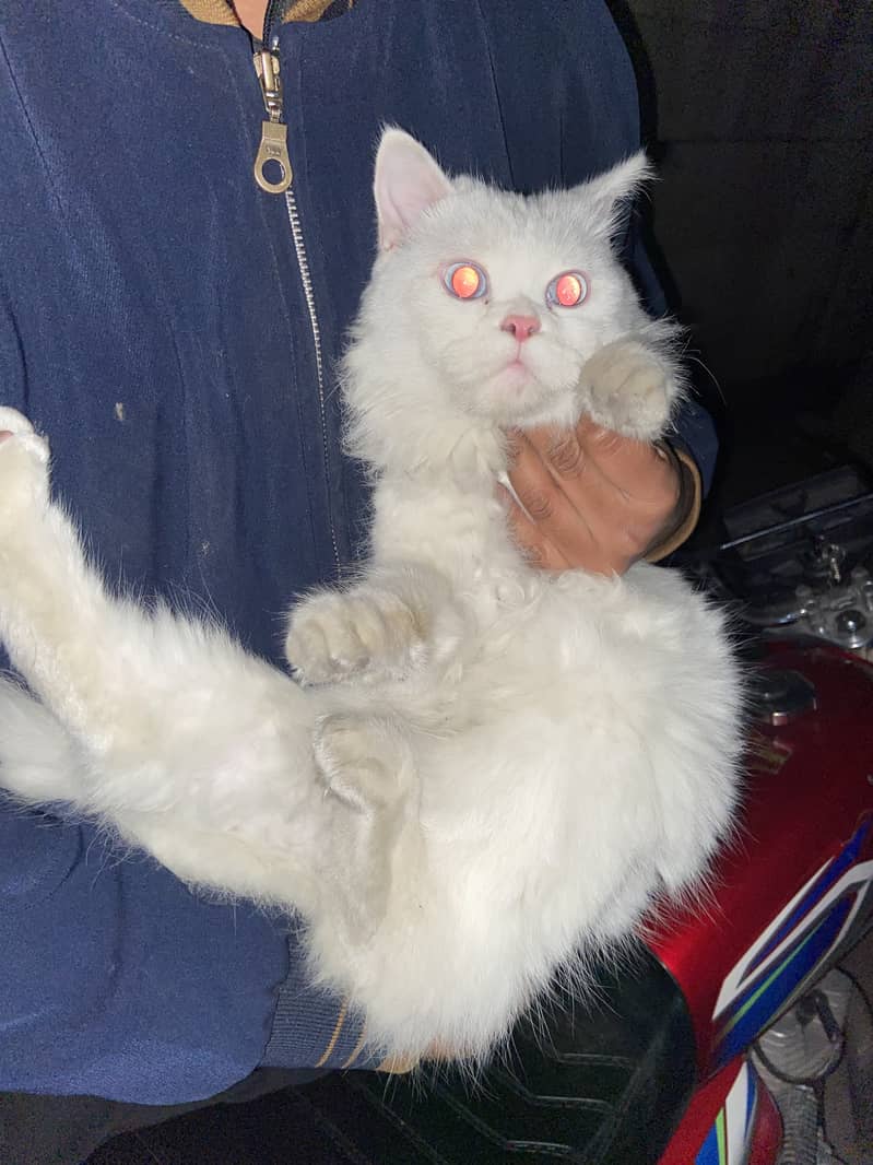 Persian white double coat cat 2