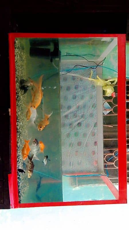 fish aquarium 2