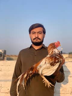 breeder  aseel pure mianwali aseel