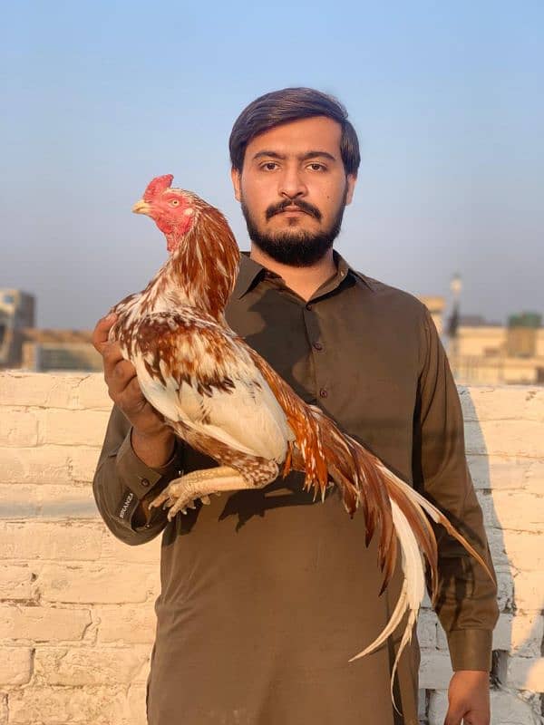 breeder  aseel pure mianwali aseel 1