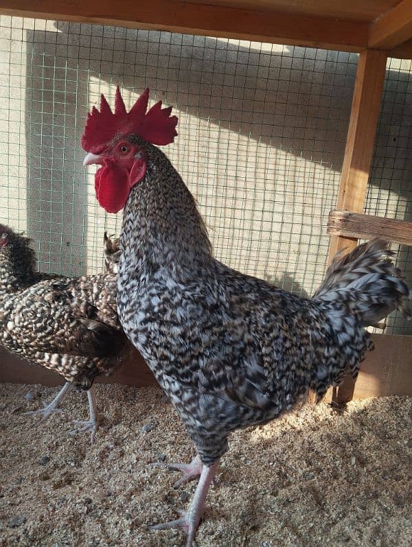 Healthy and Active Plymouth Rock Rooster 2