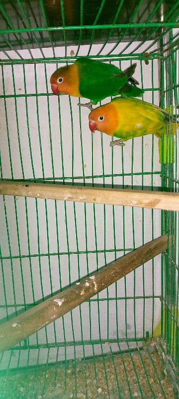 Love Bird Parrot 3