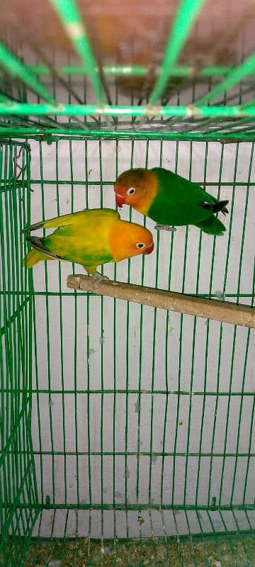 Love Bird Parrot 4