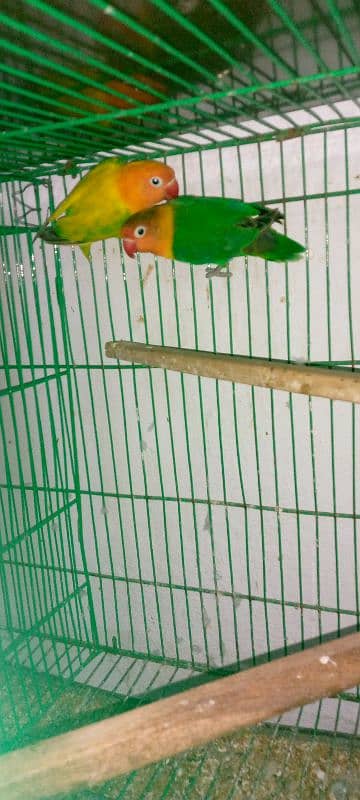 Love Bird Parrot 5