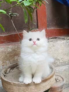 GIFT QUALITY pure persian kittens high quality healthy[Cash on deliver