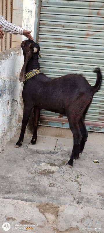 kamori breedar bakra 1