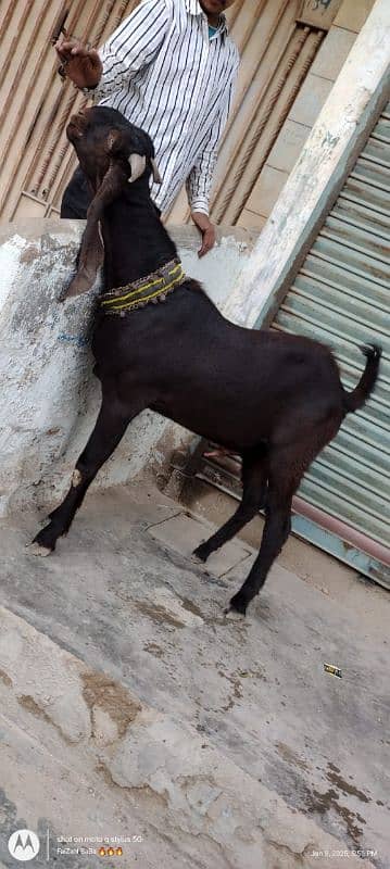 kamori breedar bakra 3