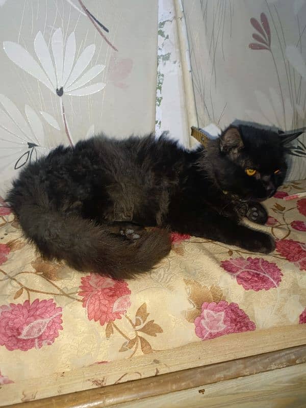 black persian male cat 2