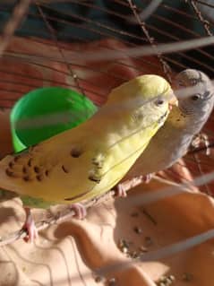 Gray and yellow Parrots