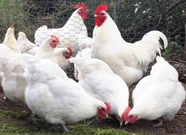 Australorp | Heritage chicks | Blue Australorp | White Australorp | 0