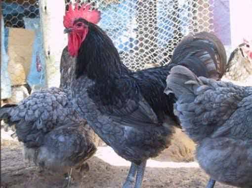 Australorp | Heritage chicks | Blue Australorp | White Australorp | 1