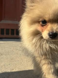 Beautiful Pomeranian Dog