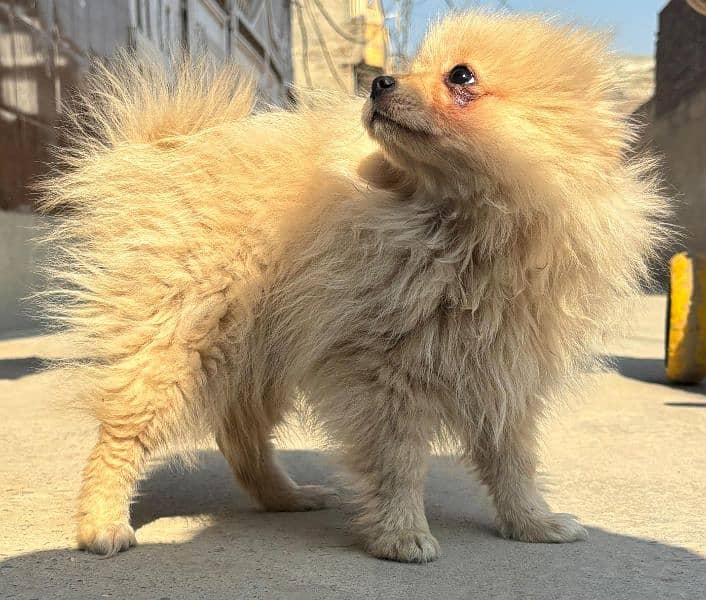 Beautiful Pomeranian Dog 1