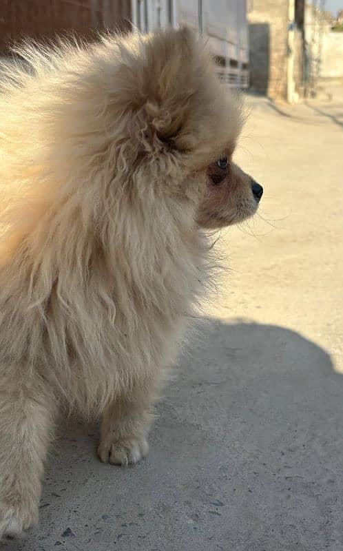 Beautiful Pomeranian Dog 2