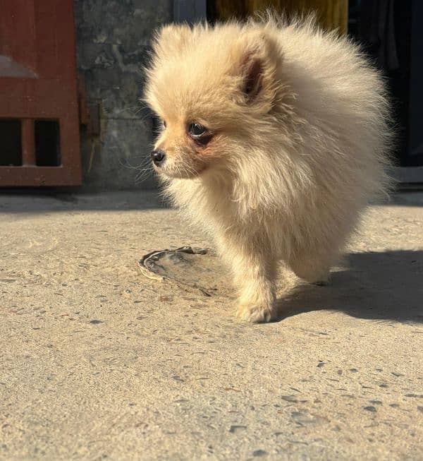 Beautiful Pomeranian Dog 3