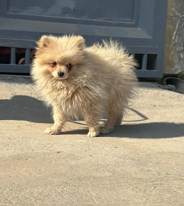 Beautiful Pomeranian Dog 5