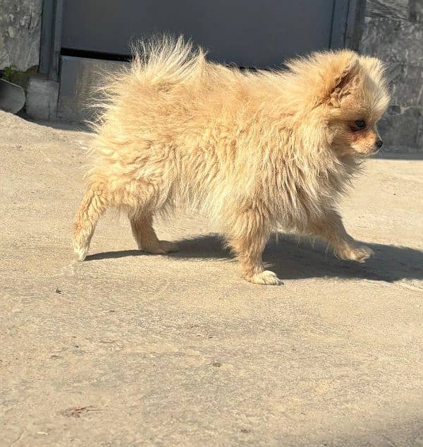 Beautiful Pomeranian Dog 7