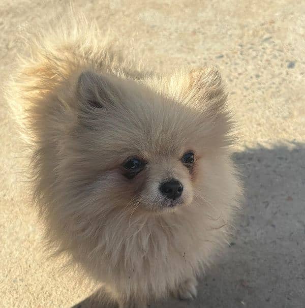 Beautiful Pomeranian Dog 9