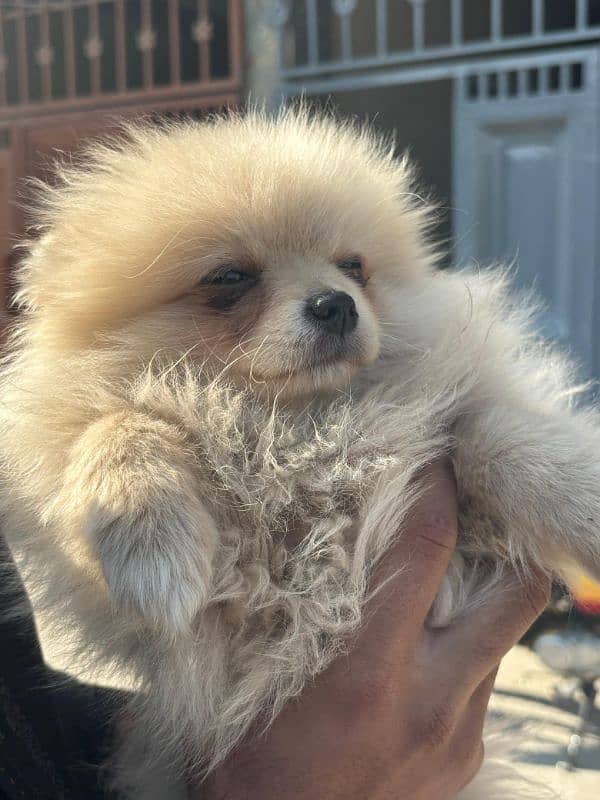 Beautiful Pomeranian Dog 10