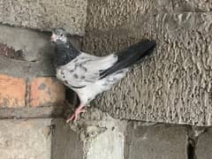 40 pigeons for sale only serious person contact