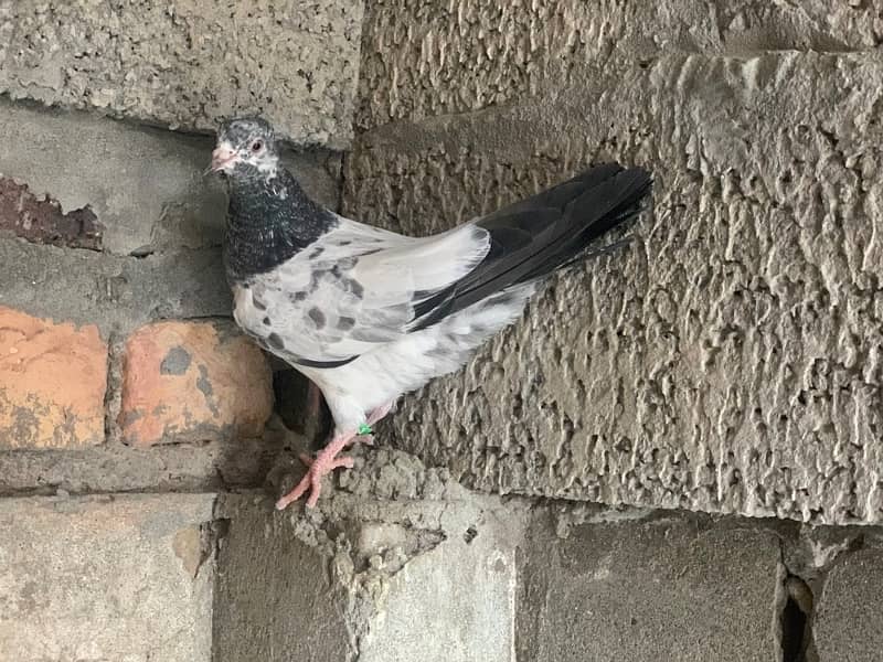 40 pigeons for sale only serious person contact 0