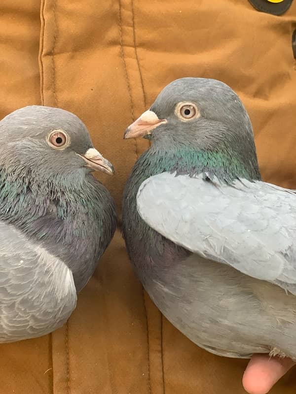 40 pigeons for sale only serious person contact 1