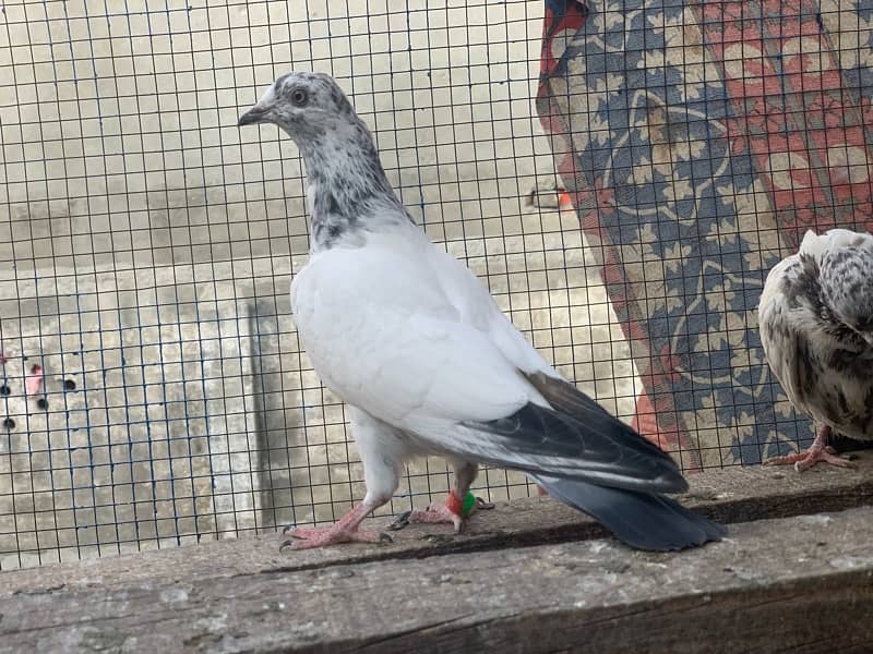 40 pigeons for sale only serious person contact 2