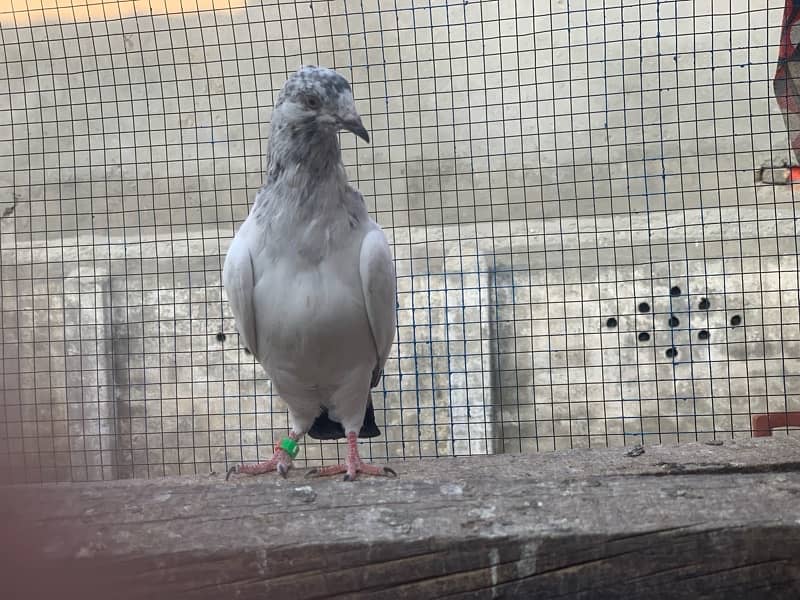 40 pigeons for sale only serious person contact 3