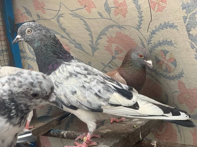 40 pigeons for sale only serious person contact 4