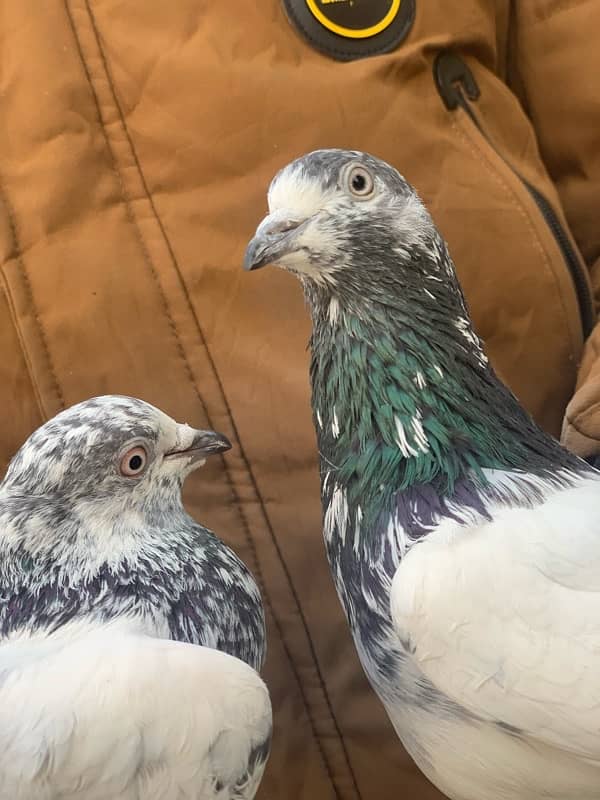 40 pigeons for sale only serious person contact 5