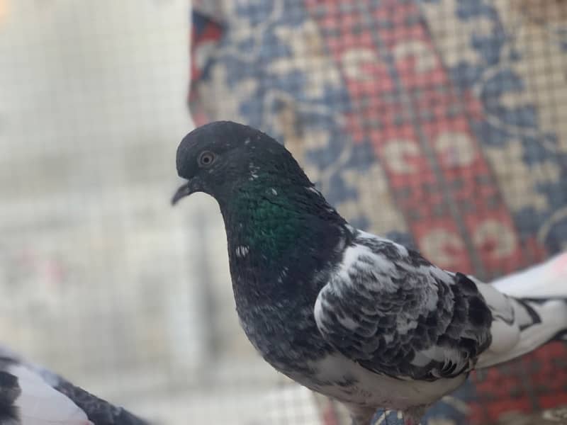 40 pigeons for sale only serious person contact 6