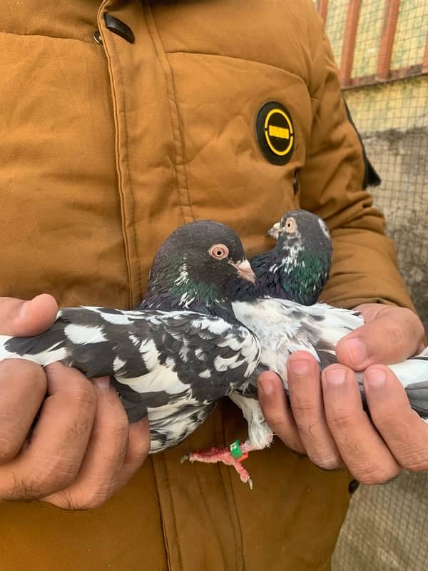 40 pigeons for sale only serious person contact 7