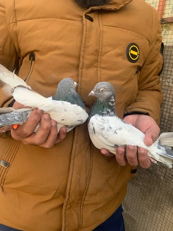 40 pigeons for sale only serious person contact 8