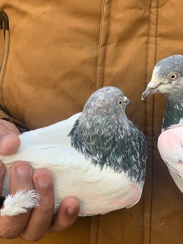 40 pigeons for sale only serious person contact 9