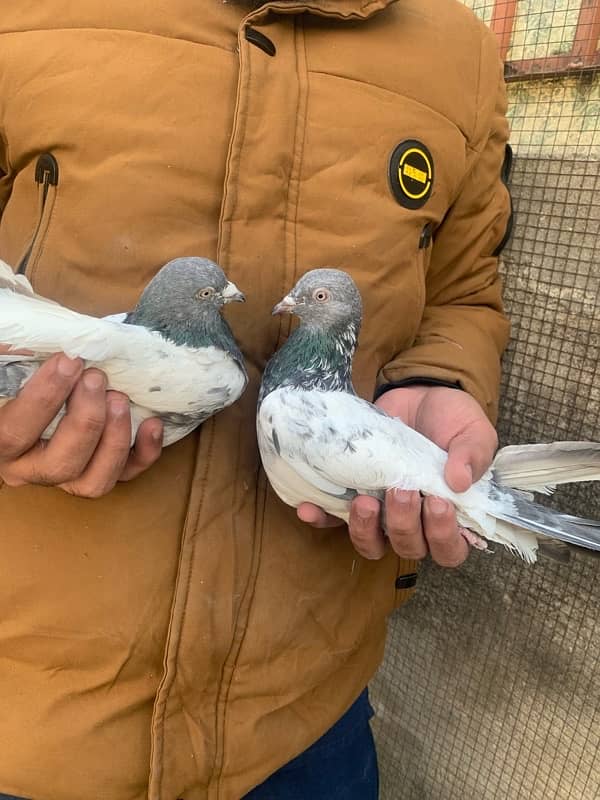 40 pigeons for sale only serious person contact 10