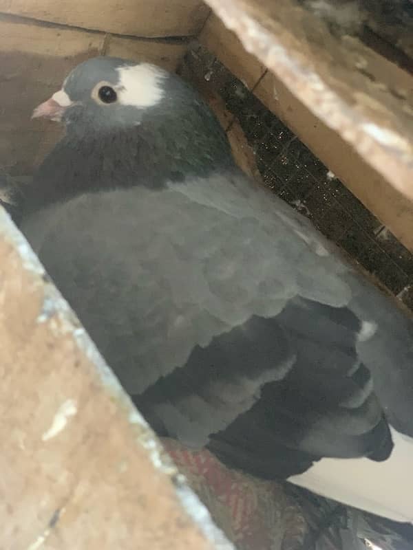 40 pigeons for sale only serious person contact 12