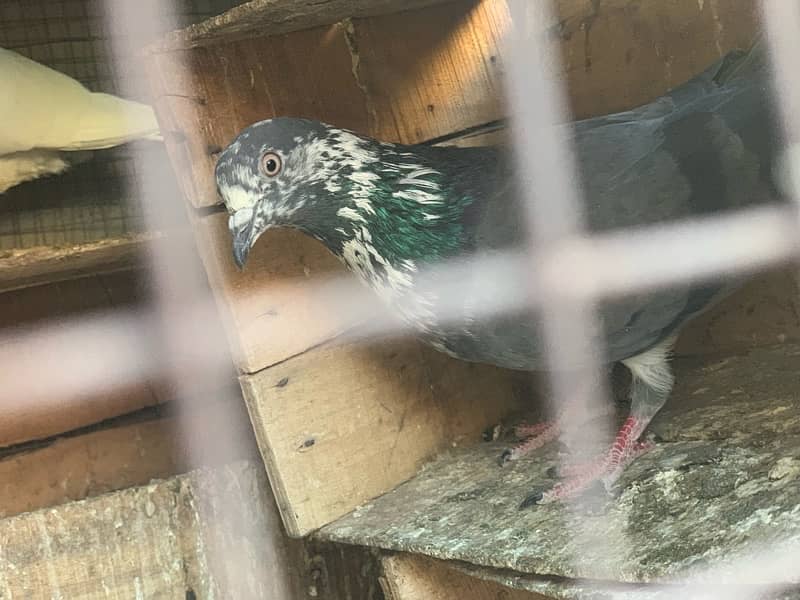 40 pigeons for sale only serious person contact 13