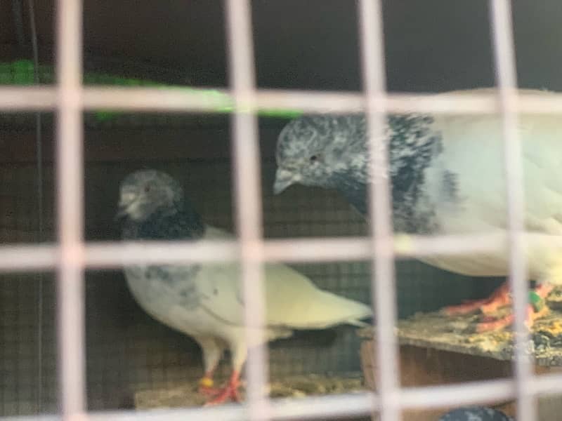 40 pigeons for sale only serious person contact 14